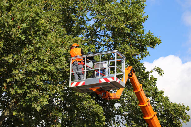 Trusted Fruitland, NC  Tree Services Experts